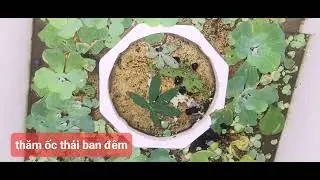 thăm ốc th&aacute;i ban đ&ecirc;m tại k2p2 s&oacute;c trăng