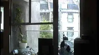 Test footage of Hitachi VM-E330E 8mm Camcorder