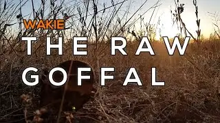 Grow Your Own Moringa / THE RAW GOFFAL