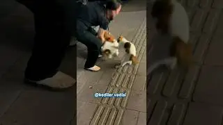 Kedi, selam vermeden ge&ccedil;en k&ouml;peğe sinirlendi ... #kedilervadisi #cat #kedi