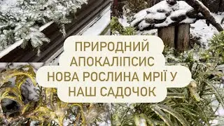 ЛИСТЯНІ І ХВОЙНІ РОСЛИНИ ПІД ЧАС ПОГОДНИХ МИТТЄВИХ ЗМІН. ЧИ Є ВТРАТИ ⁉️