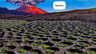 Growing and Harvesting Grapes in the Volcanic Land   How to Make Volcano Wine at the factory