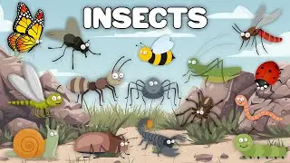 INSECTS MARCHING | The Insect Parade | Discover and Learn the Names of 15 Cute Insects
