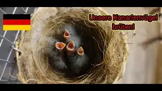 Unsere Kanarienvögel --- Teil 1 --- Besatz und Brut