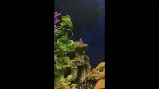 THE MOST CONTROVERSIAL FISH!!! -- GMO Tetra Care Guide.
