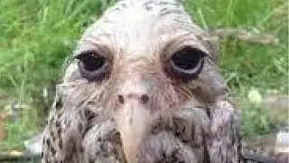 top 5 bird