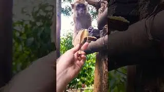 Monkey goes wild for food #philippines #travel #shorts