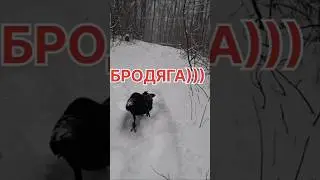 #raven #crow #юмор #интересно