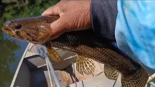 Cada arremesso um ataque! Pesca INSANA de traíras
