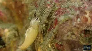 Nudibranch Elysia viridis