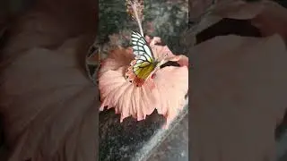 butterfly 🦋🥰 #blessed  🥰