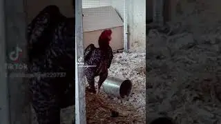 @koshamo @кошамо