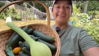 July Garden Tour | tropical plants in Connecticut #garden #tour #harvest