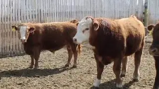Using RFI to Score Feed Efficiency in Beef Cattle