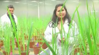 Speed Breeding Rice Institute with the help of Phillipines