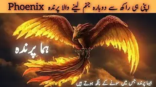 Phoenix | wonderful birds | Huma bird | phoenix bird in urdu | phoenix bird story