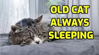 Why Do Older Cats Sleep All The Time?