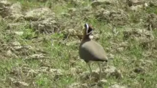 Indian Courser