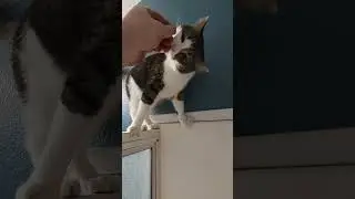 Кот Менко &mdash; извращенец.
