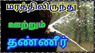 WATER TREE DETAILS || Water plants||Medicinal plants|| Details about Terminalia tomentosa