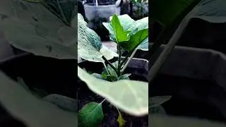 This 20-Sec Brinjal Care Routine Makes Plants Grow Like Crazy! #shorts #brinjalcare