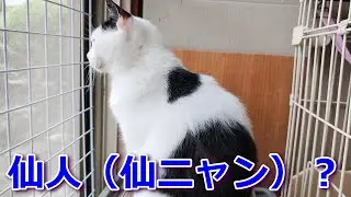 【catslog】朝ですよ～猫部屋オープン、、夕方になりましたよ #保護猫 #猫のいる暮らし #多頭飼い