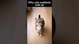 Why cats suddenly look up