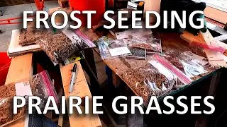 Frost Seeding Canada Rye, Side Oats Grama, June Grass, Indian Grass, Etc