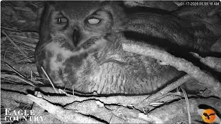 Willow and her treasure 17.01.2026 Eagle Country Eagle Country Nest Cam 2025
