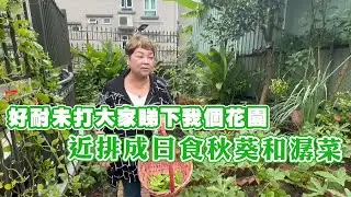 好耐未打大家睇下我個花園 近排成日食秋葵和潺菜