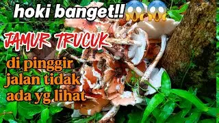 Hoki banget!! Jamur trucuk di pinggir jalan tidak ada yang lihat.#jamur #jamurtrucuk #jamurbarat 
