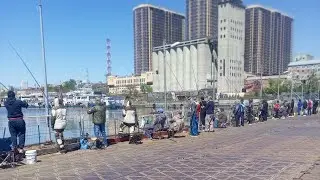 Зелёный остров в Ростове-на-Дону 3 мая 2025 г.  Green Island in Rostov-on-Don on May 3, 2025
