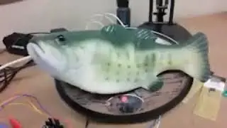 huh fish
