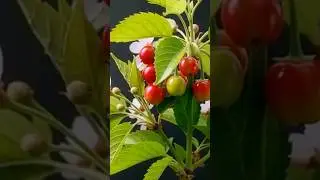 How to grow cherry from seed day by day #cherry #plantplanet #cherryblossomseason