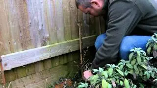 Pruning gooseberry cordons - timelapse