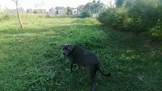 Cane corso safira e la palla #puppy #cane #canecorso #canecorsolove #puppylife #love #humor