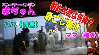 【合流間近？お母さんの心配そうな行動に涙腺崩壊】エンペラーペンギン赤ちゃん成長物語 元気にシシャモ束食！