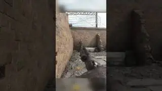 Crazy Comeback Against Trio (Hunt: Showdown 1896)
