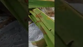 Giant Red Ants on coconut tree leaves