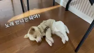 애기강아지 잠 방해 미안해 사랑해