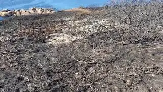 As&iacute; qued&oacute; Punta Seame tras el incendio de este jueves