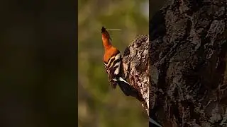 African Hoopoe flying in park #african #hoopooe #bird #park #fly #beauty #nature #wildlife HA66554