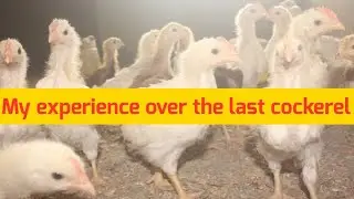 Reason why My Cockerel Chicken  has not Been Growing Well in Nigeria