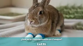 &iquest;Qu&eacute; es la Pododermatitis en Conejos?