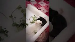 Day 15 of rabbit baby ✨✨✨ #rabbit #shortvideos #bunny