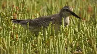 Red Knot, Piovanello maggiore (Calidris canutus)
