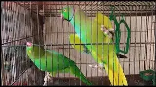 Ringneck mating call