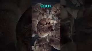 Трагическая неизвестная история Дожа😱