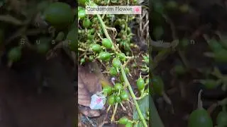 Have you seen Cardamom flower #cardamom #hills #spices #trending #asmr #youtubeshorts #shorts #vlog