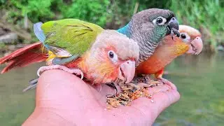 Taming birds, Birds eat food on your hand : pineapple conure,Blue cheek conure.